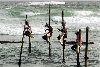 Negombo Fisherman