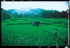 Rice Field