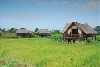 Paddy Field